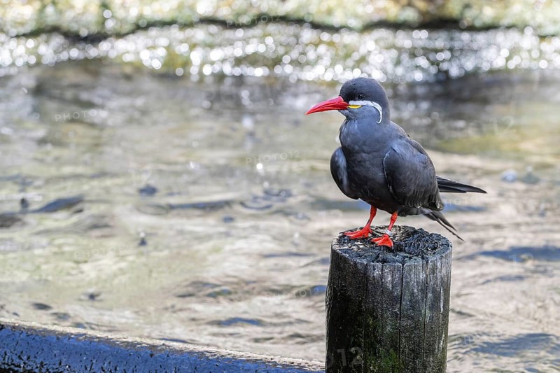 Inca tern