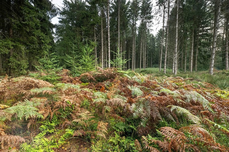Bracken