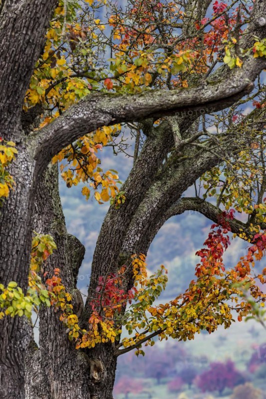 Autumn in the Swabian Alb. Pear tree with colourful foliage