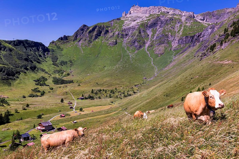 Alpine landscape near Wengen