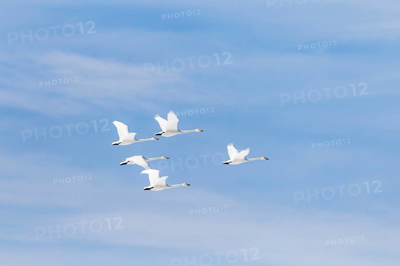 Whooper Swans