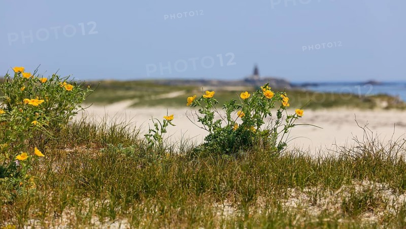 Yellow flowers in the dunes