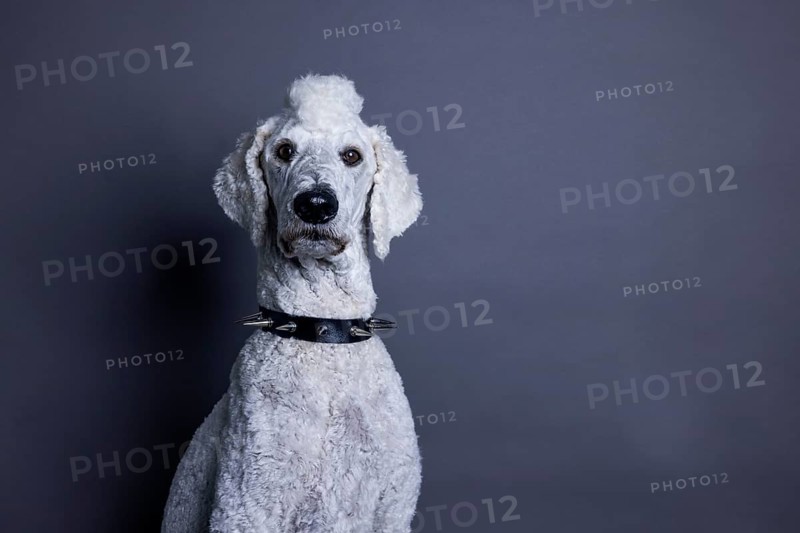 White dog
