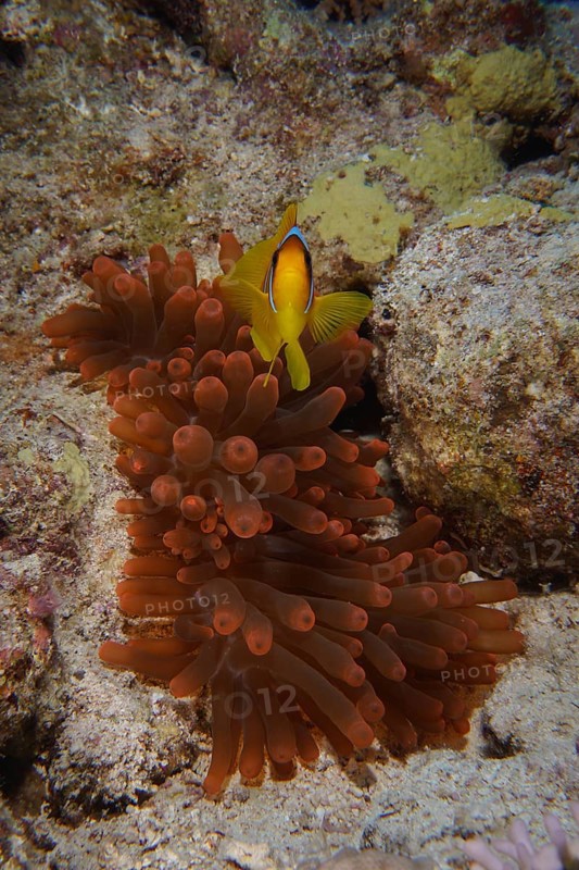 Red sea clownfish