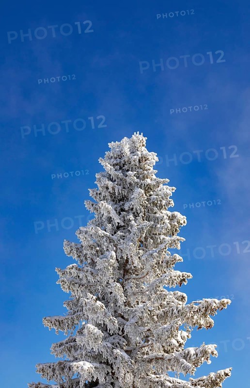 Winter landscape at the Zwoelferhorn with deep snow-covered conifer