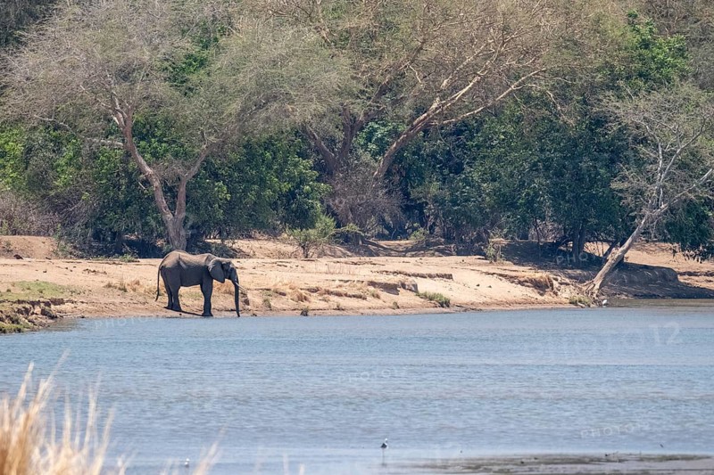 Elephant