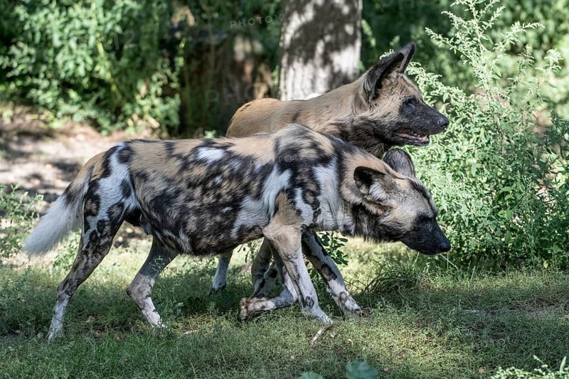 African wild dogs