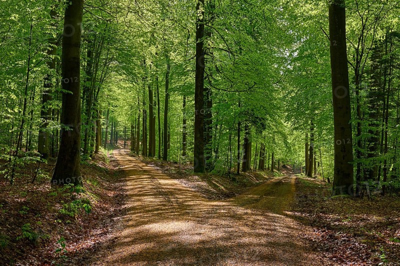 Fork in the road
