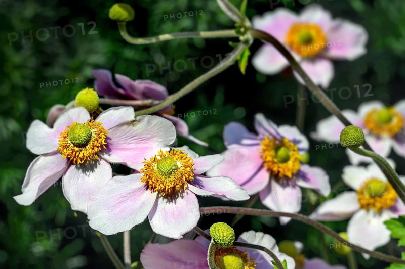 Flowers and buds of the Japanese anemone hupehensis