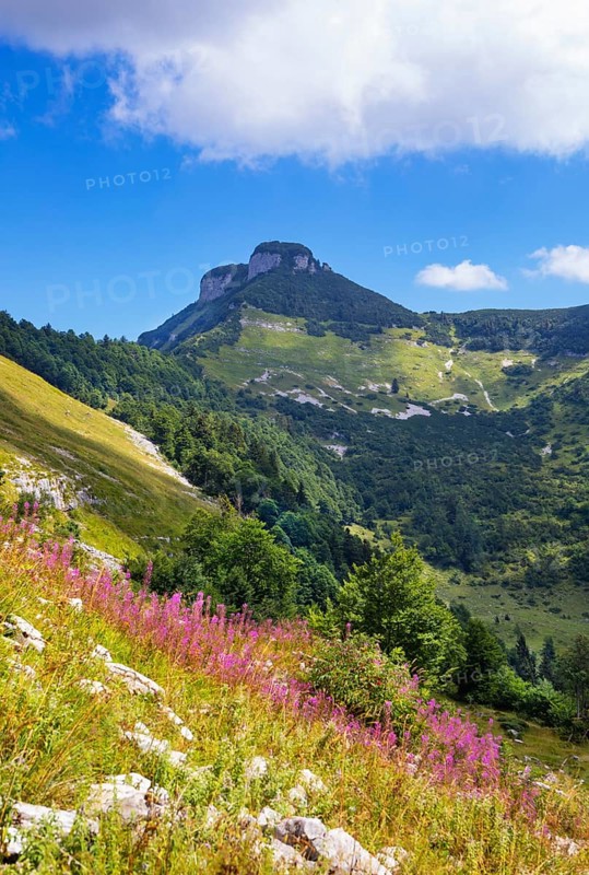 Willowherb