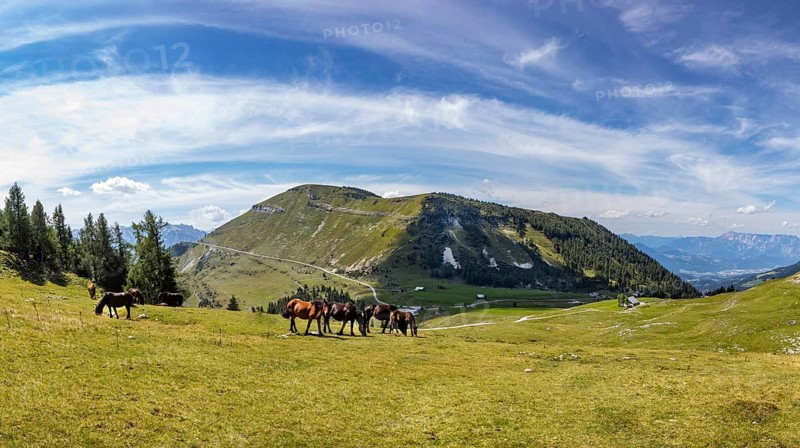 Herd of horses on the Trattbergalm with view to the Trattberg