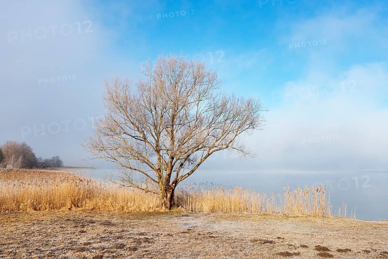 Autumn landscape in the morning mist with bare deciduous tree on the shore of the Irrsee