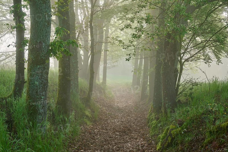 Hiking trail