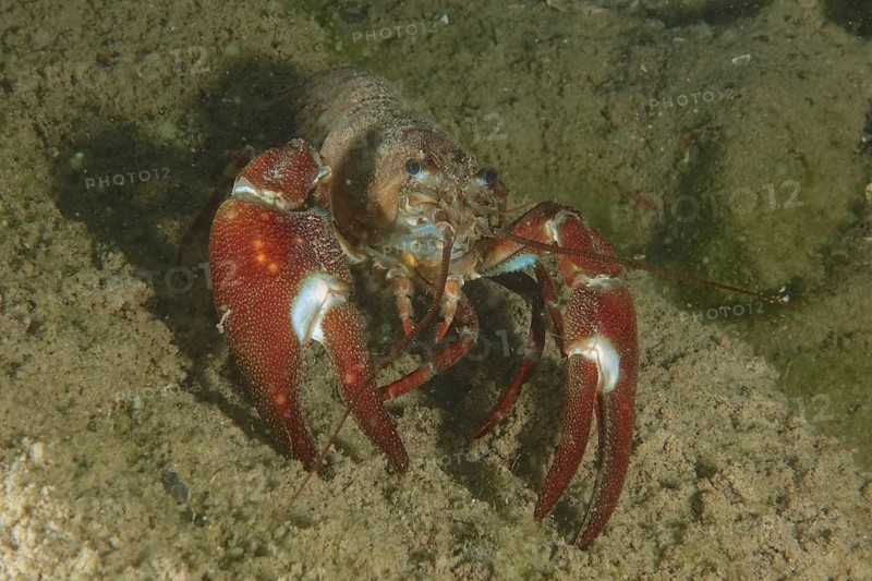 Signal crayfish