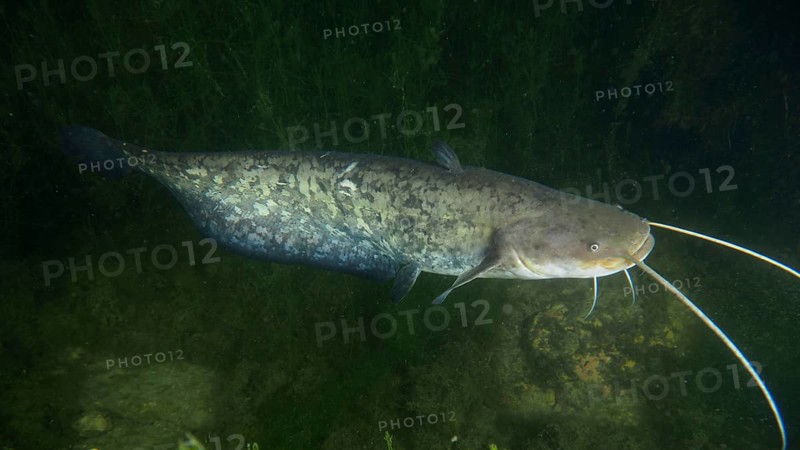 Catfish