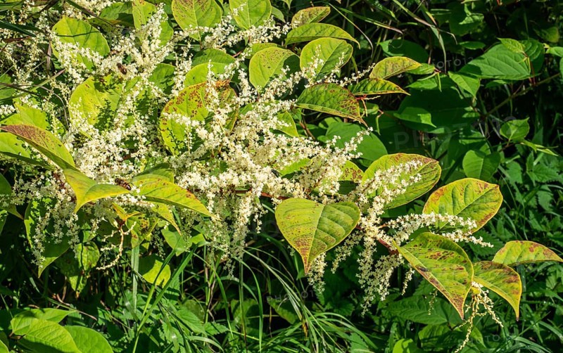 Flowering Japanese Knotweed