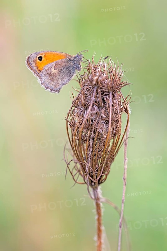 Meadow brown