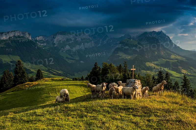 Sheep