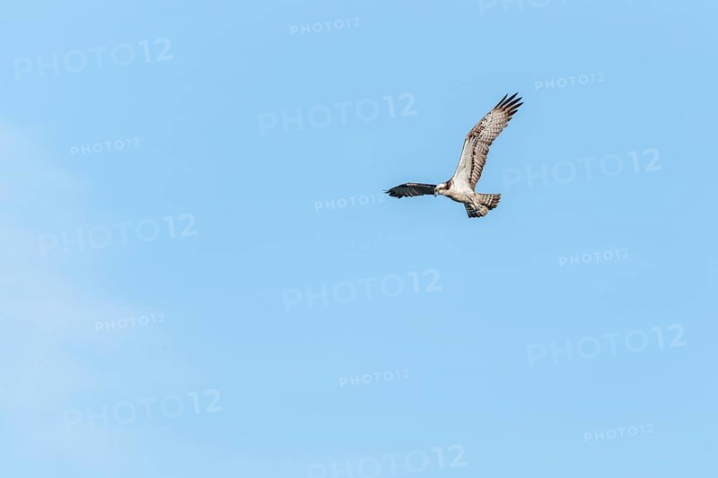 Western osprey