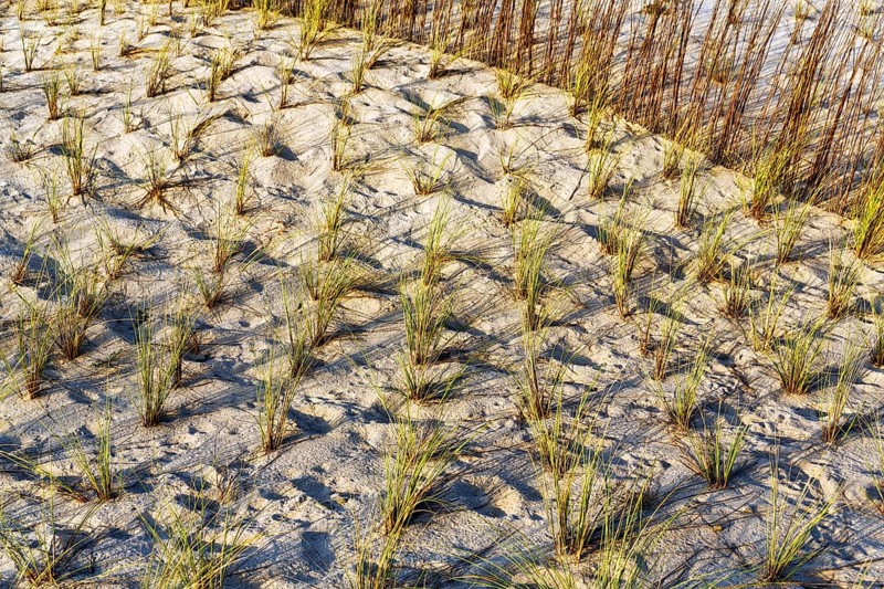 Planting grasses in dunes
