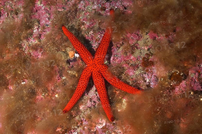 Orange starfish