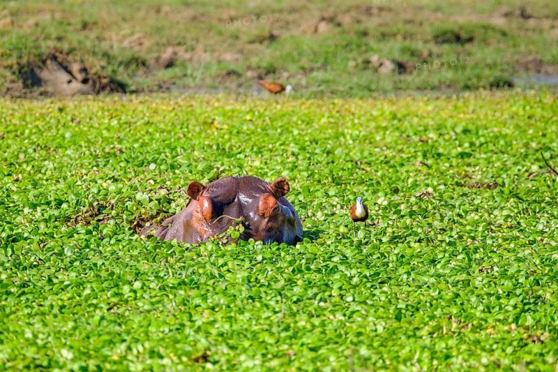 Hippo