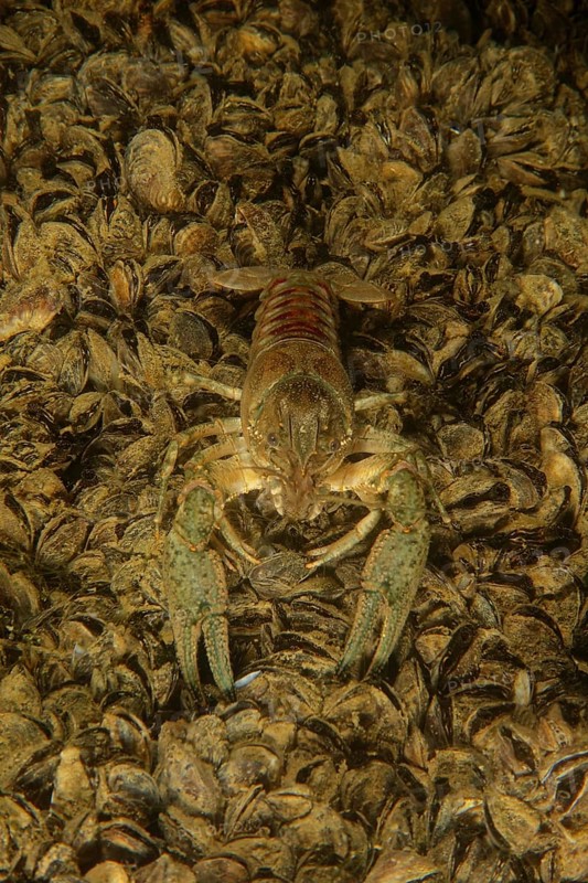 European crayfish