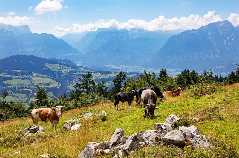 Herd of cattle on the Schlenkenalm with a view of the Salzach Valley