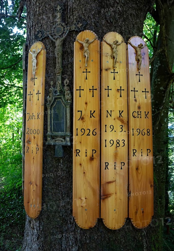 Dead boards at the Kreuzfichte