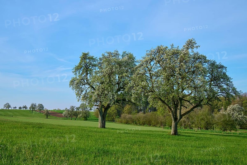 Pear trees