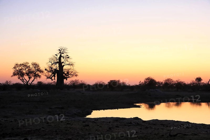 Evening atmosphere at the waterhole and baobab
