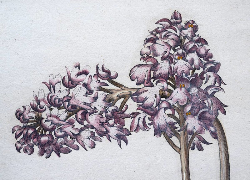 Northern marsh-orchid