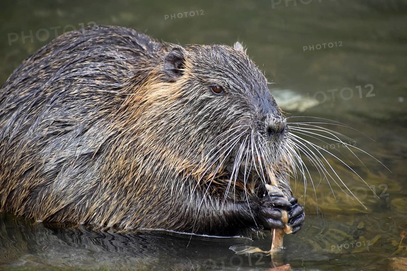 A nutria