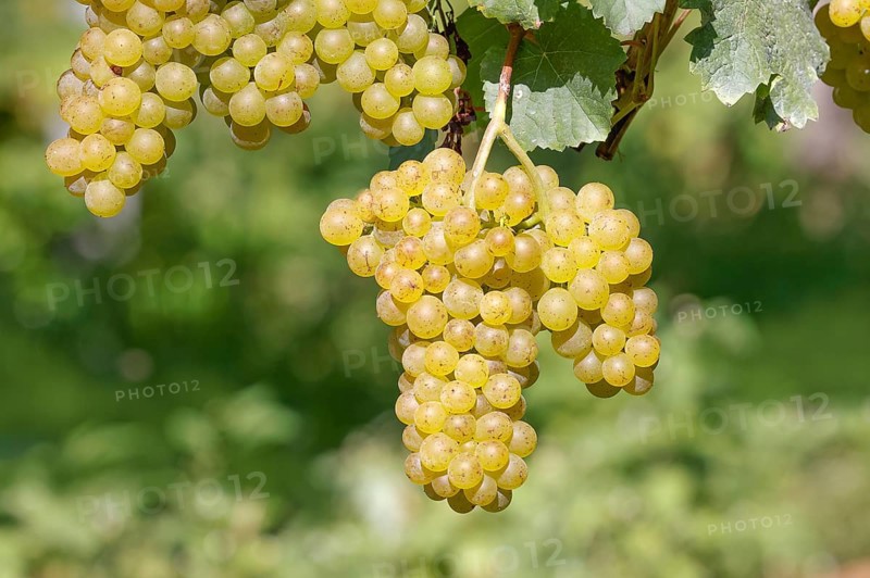 Grapes on the Moselle