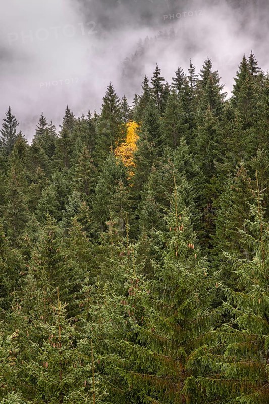 Spruce forest with yellow-coloured sycamore maple