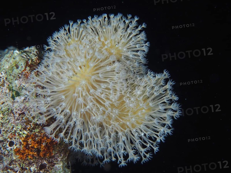 Common mushroom coral