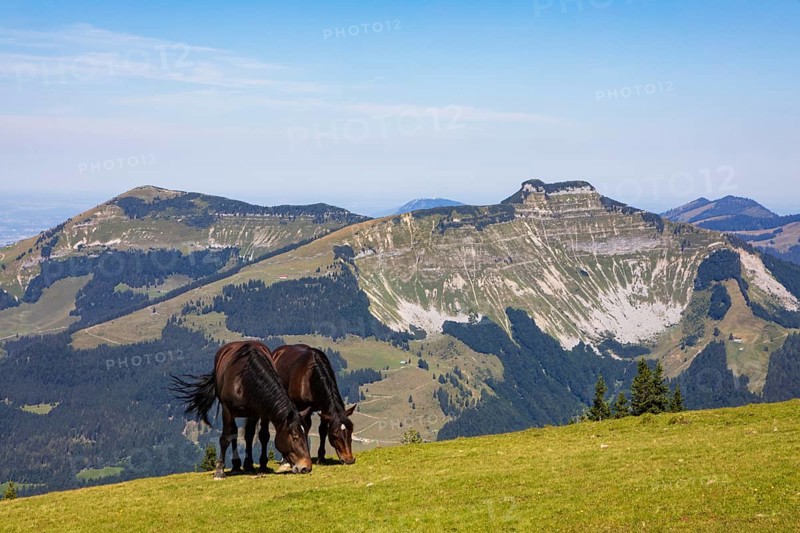Herd of horses at the summit cross on Trattberg with a view of Schlenken and Schmittenstein