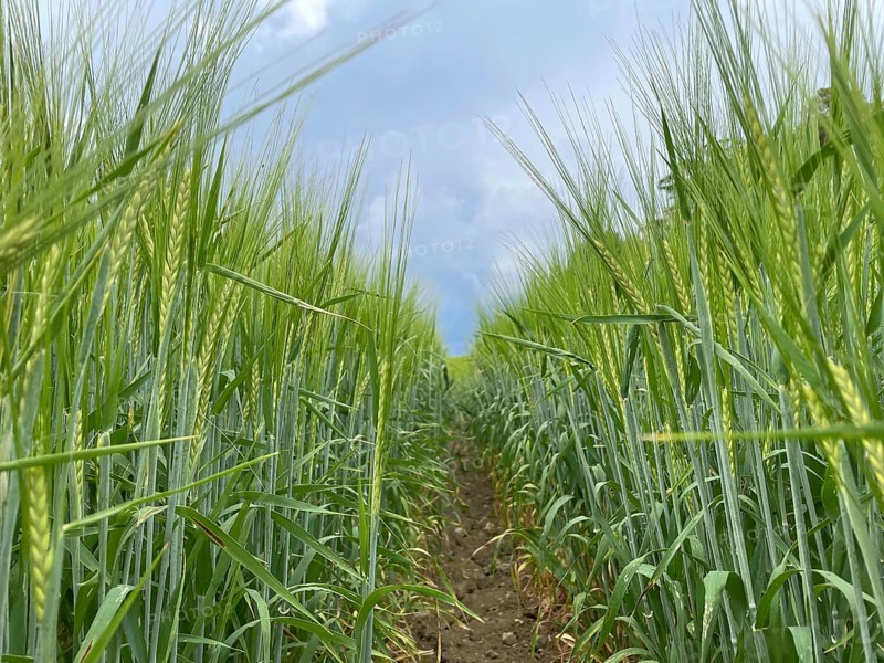 Barley