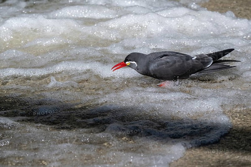Inca tern