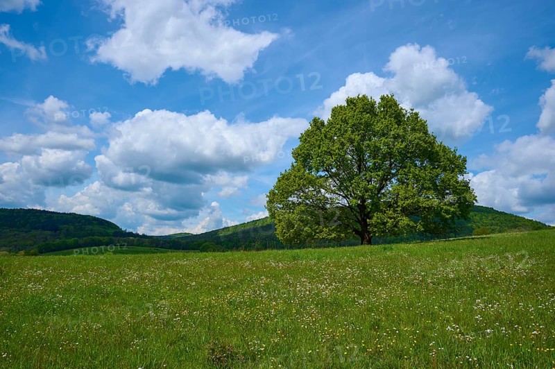 Oak tree