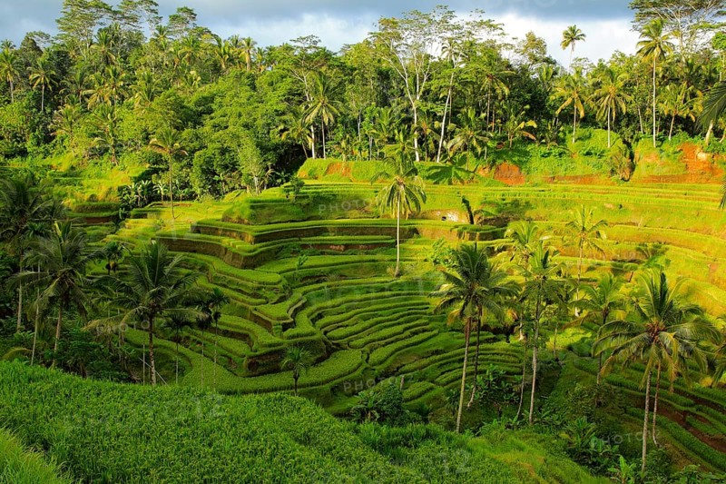 Rice Terraces Tegallalang
