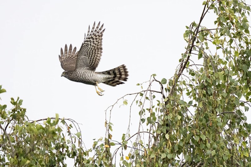 Eurasian sparrowhawk