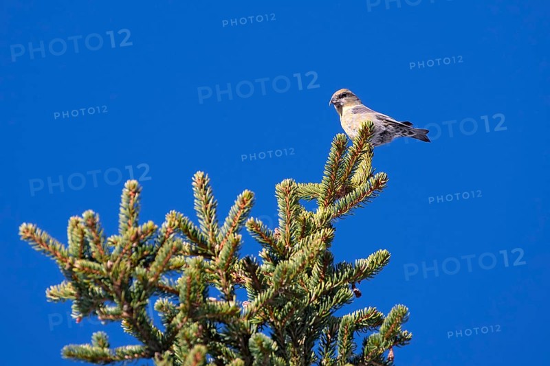 Common crossbill