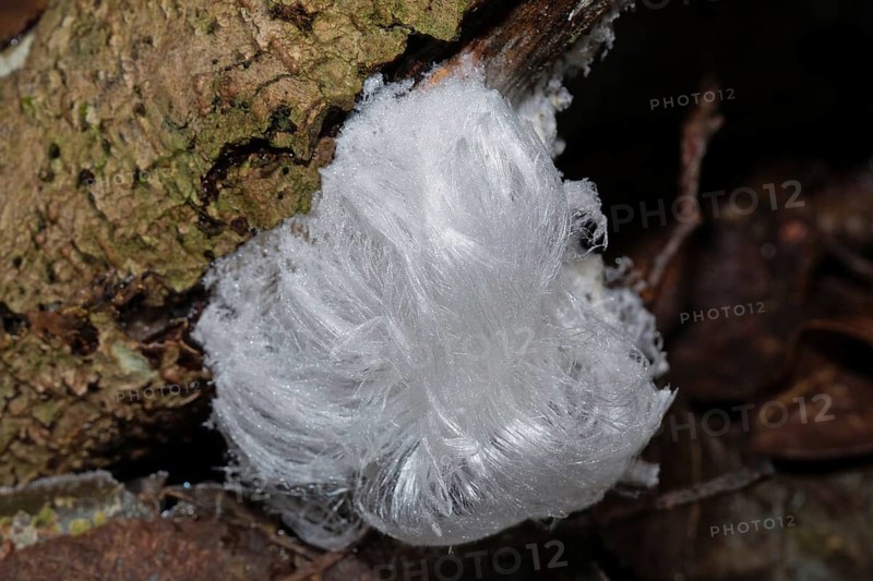 Hair ice fruiting bodies white wavy ice needles on tree trunk