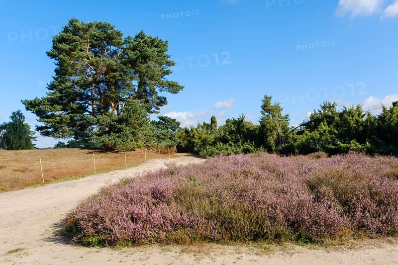 Blooming heathland