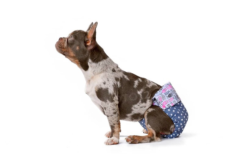 French Bulldog dog wearing fabric period diaper pants for protection on white background