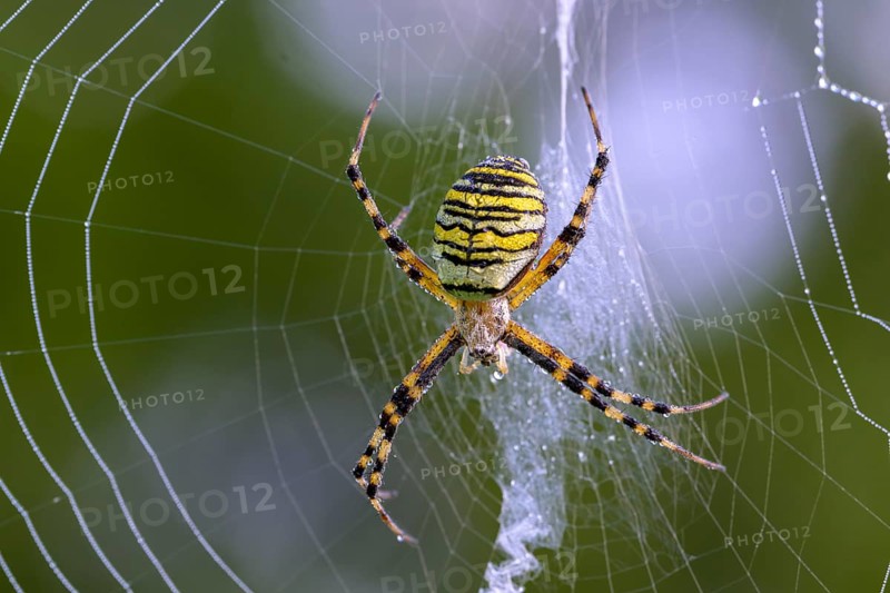 Zebra spider