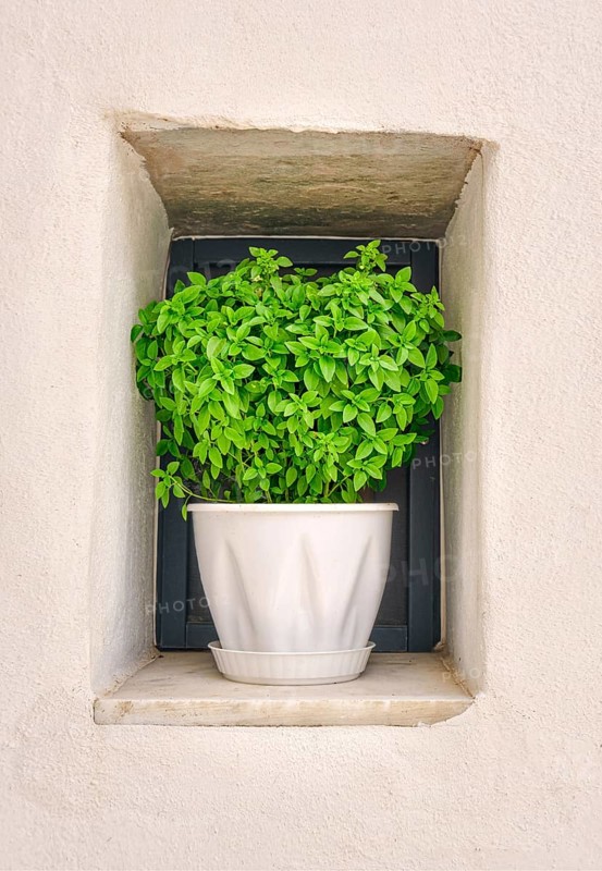Close frontal shot of flower pot with oregano plant on window sill of whitewashed house in summer sunshine and shadows. Traditional seasoning herb for Greek and Italian cuisines
