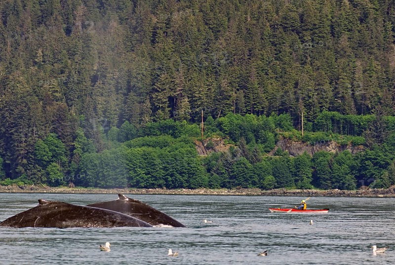Two giant humpback whales in front of small kayak and tourist boat