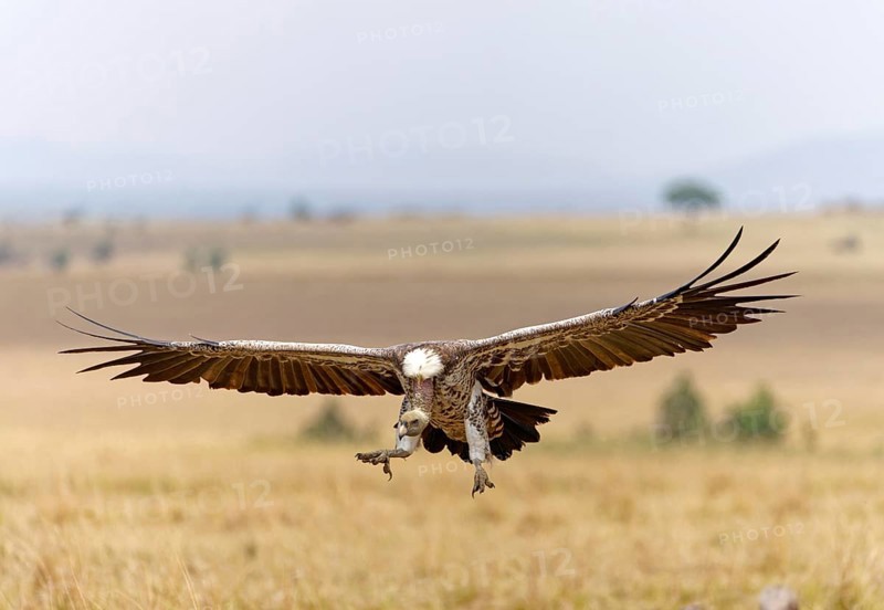 Sparrowhawk